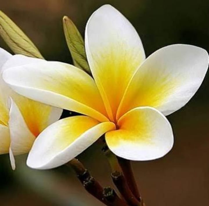 Home Tutor For Class 1-8 (All sub) & 9-12 (Economics)